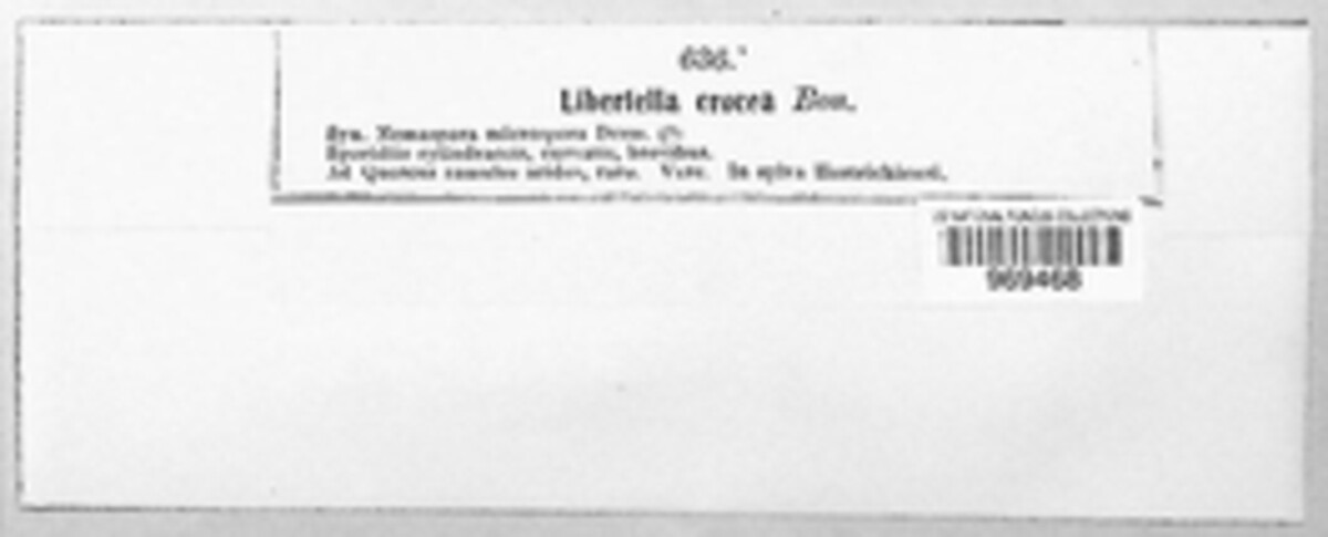 Libertella crocea image